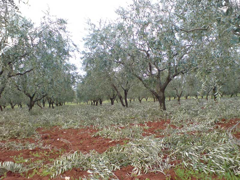 HAYVAN GÜBRESİ VE TARIM KİRECİ/KÜKÜRT